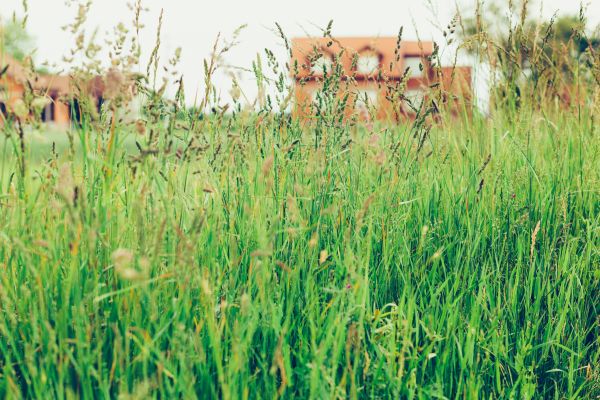 Tall Grass Cutting in Birmingham