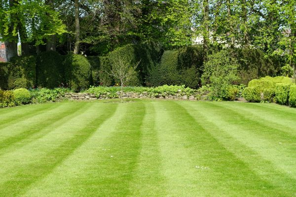 Grass Care Service in Birmingham