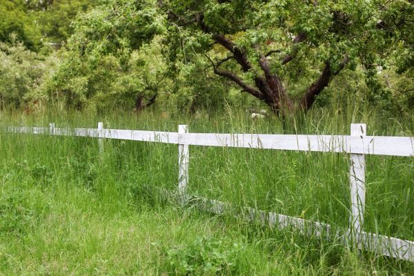 Fence Line Trimming in Birmingham